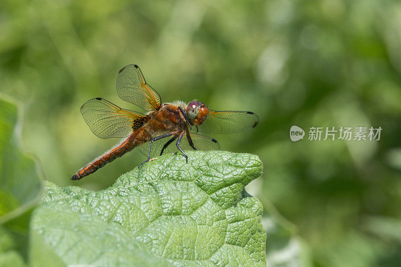 稀有追逐蜻蜓(Libellula fulva)